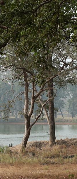 kanha jungle