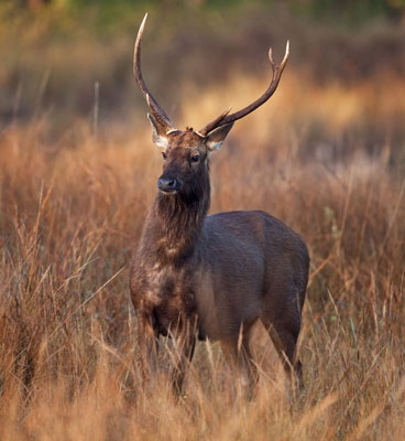 fauna in kanha