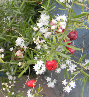 flora in kanha
