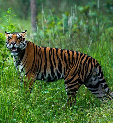 tigers in kanha