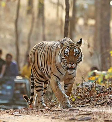 kanha tigers