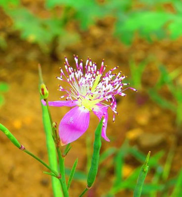 kanha flora