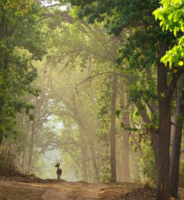 Kanha