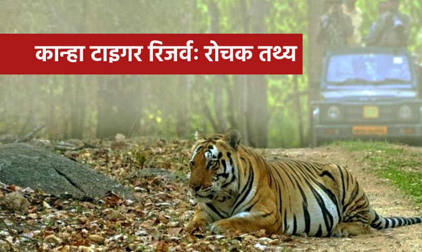 Find Out Why Kanha Is the Most Visited Place in Tiger State