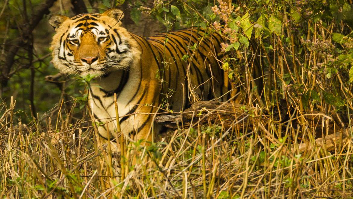 Kanha National Park the Key Landscape For Tourists