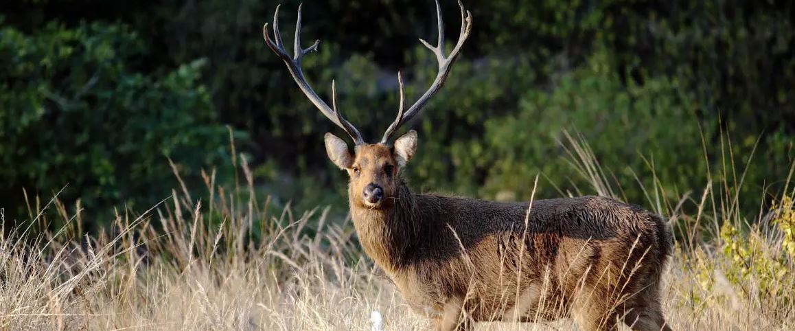 Discover the Most-Frequently Sighted Mammals of Kanha National Park