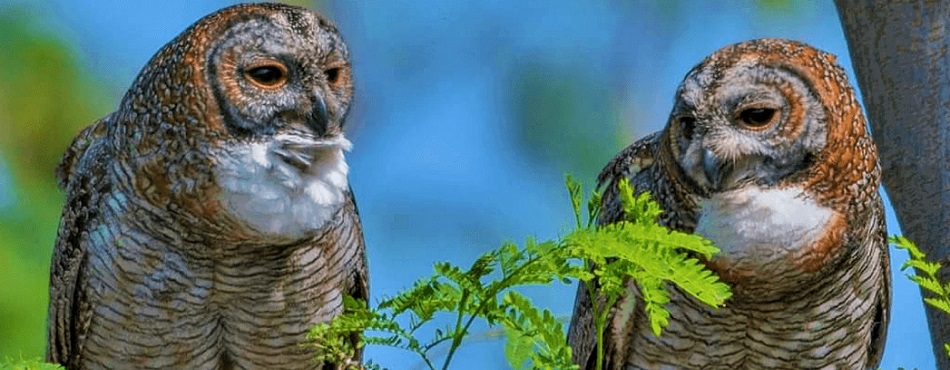 Latest Highlights from Kanha National Park for You