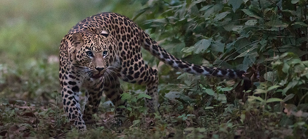 Kanha Jungle Tour: A Glimpse into India's Wild Heart