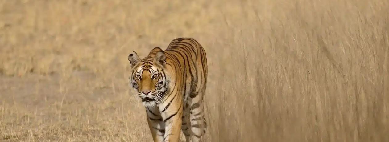 Best Kanha and Bandhavgarh Tour Package for 4 Nights 5 Days