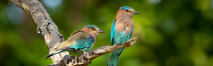 Birds of Kanha National Park Madhya Pradesh, India