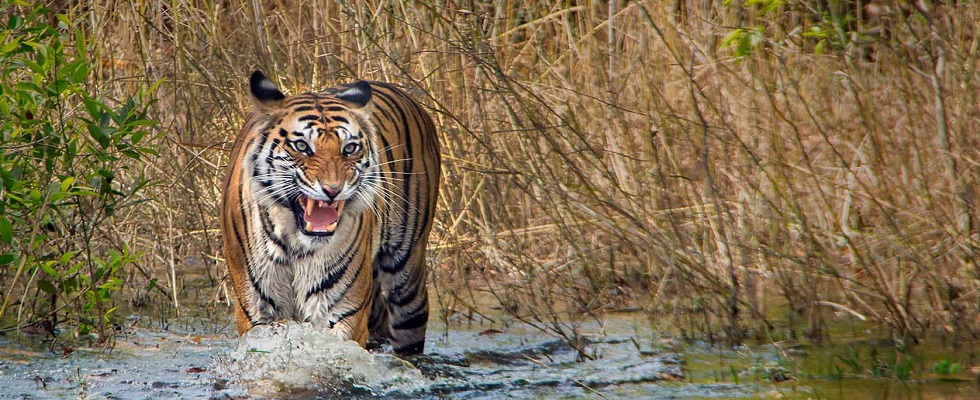 Kanha National Park: A Symphony of Wildlife amidst Nature's Climate