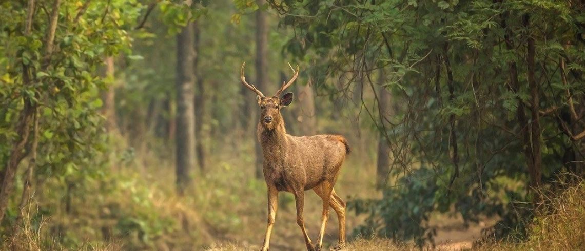A Comprehensive 3-Day Weekend Itinerary for Kanha