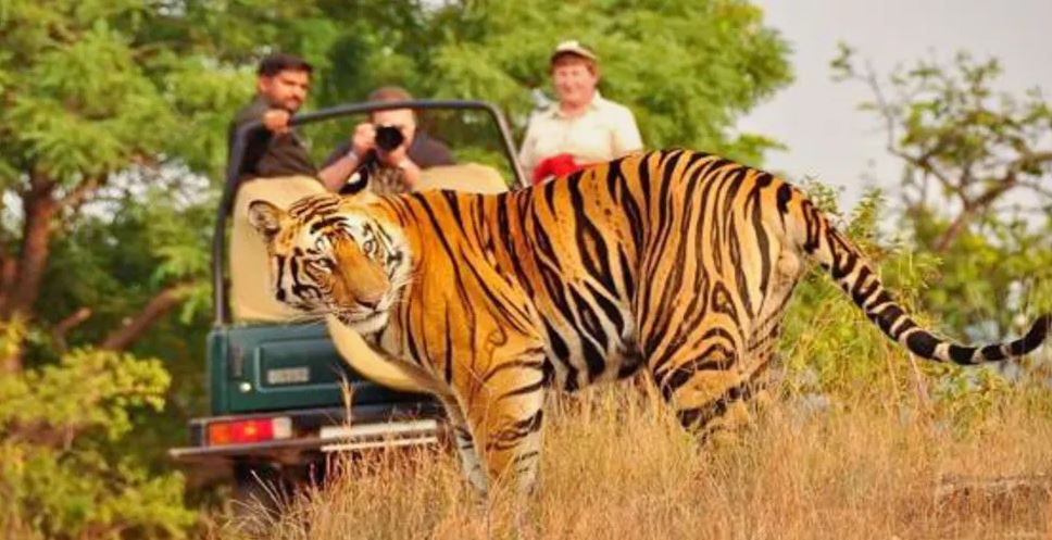 Kanha National Park Madhya Pradesh, India | Kanha Tiger Reserve