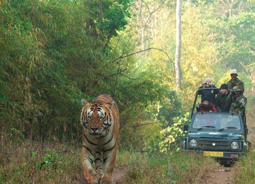 Stunning Getaway Kanha National Park