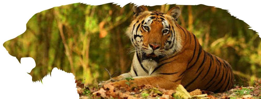 A Day in the Wild: What to Expect on a Kanha Jungle Safari