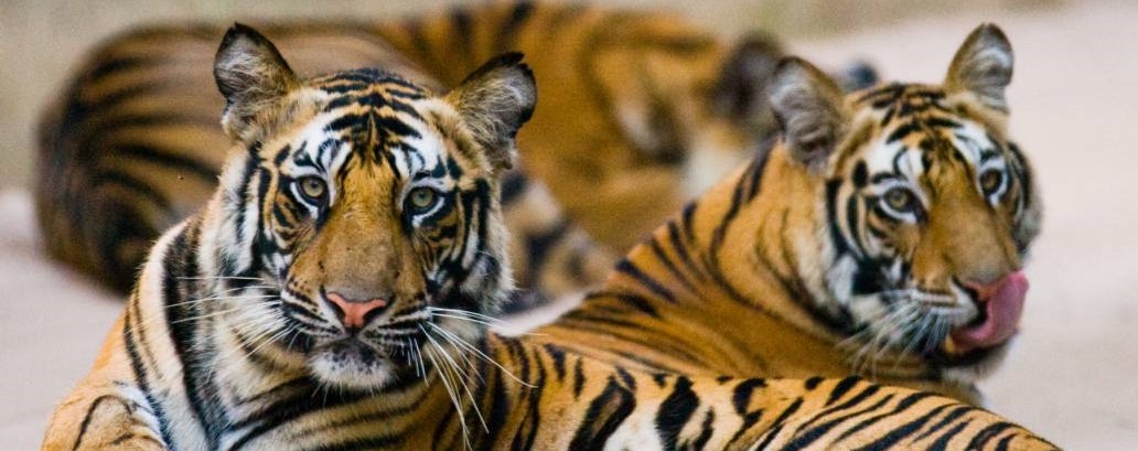 Tiger Conservation Practices at Kanha National Park