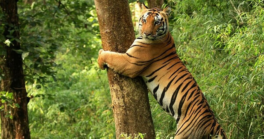 Kanha National Park reopened for Tourists!