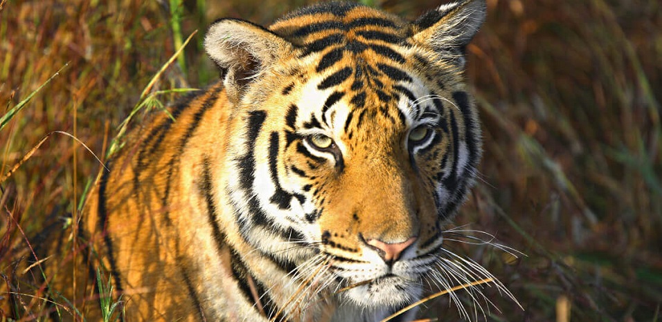 Kanha Tour Essential Tips for First-Time Visitors