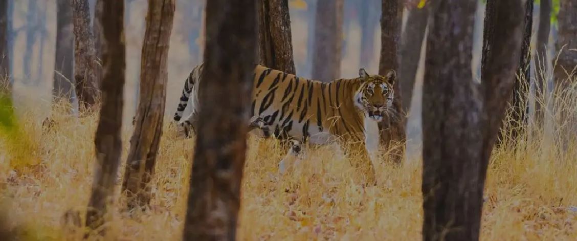 Top Places to Include in Your Kanha National Park Tour Package