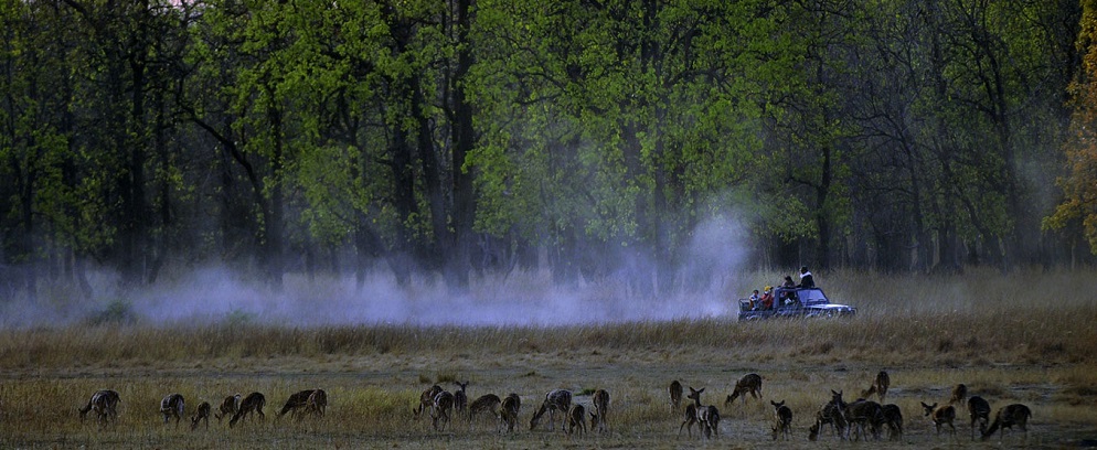 Kanha National Park Winter Travel Guide