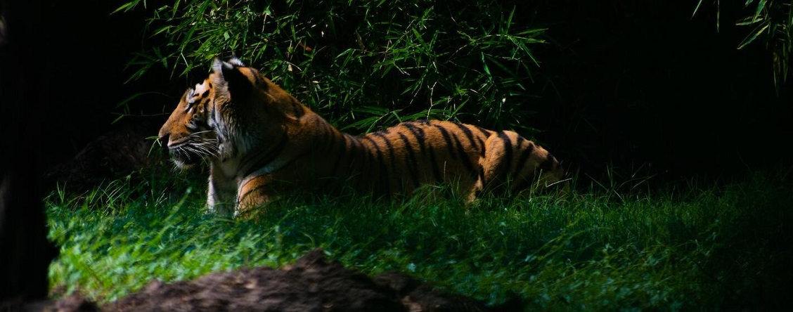 4 Mistakes to Avoid When Visiting Kanha during Peak Tourist Time