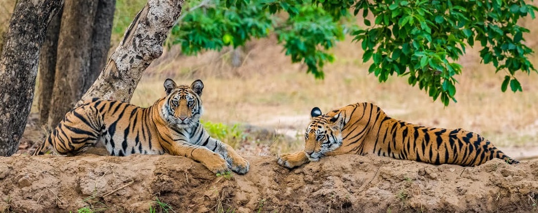 A Note on Kanha National Park Jeep Safari Booking Guide