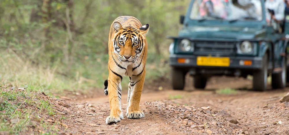 A Comprehensive Guide to Kanha Jeep Safari Ticket Booking
