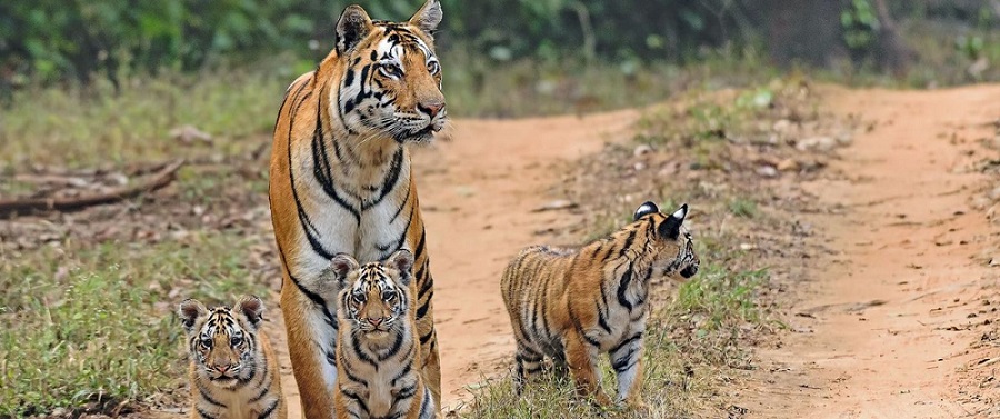 A Weekend Trip from Bilaspur to Kanha National Park
