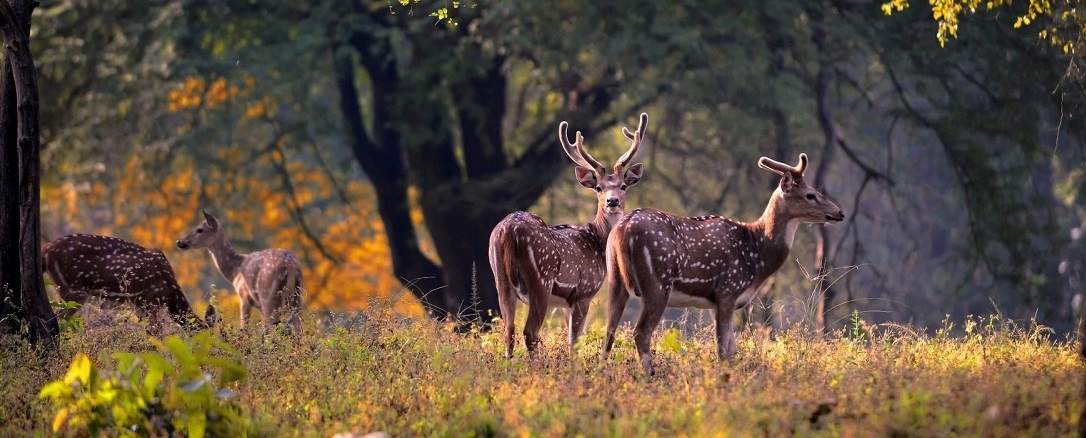 Plan a Kanha Wildlife Safari for a Short Escape from Bhopal