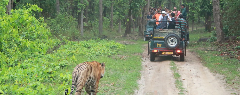 Pleasure of Doing Wildlife Safari in Kanha National Park