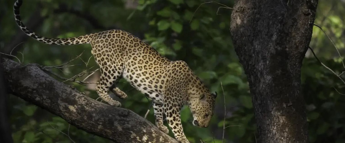 How to Make the Most of Your Kanha Safari Experience