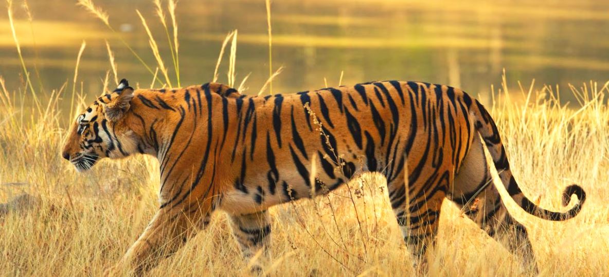 Guide to Plan a Perfect Trip to Kanha from Delhi