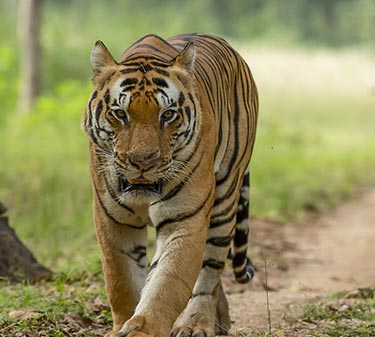 kanha safari booking