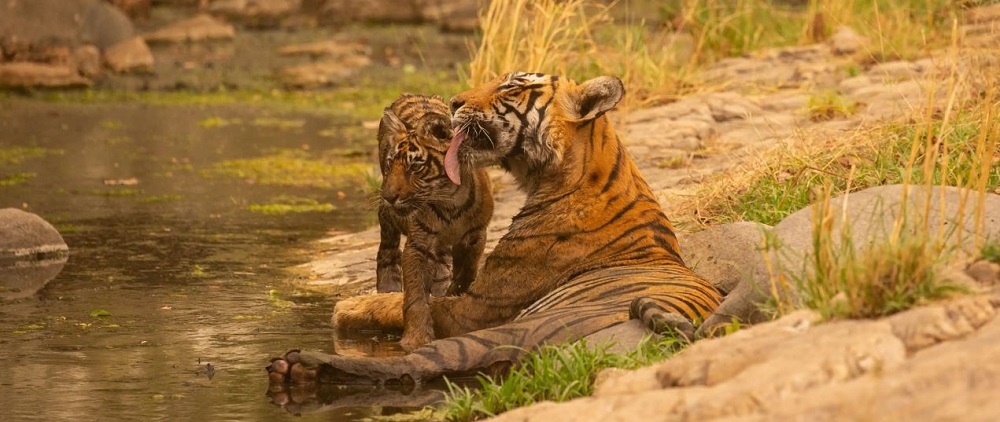 Best Tips to Plan a Kanha Safari in the Summer Season
