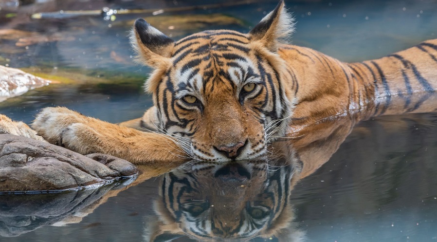 In Monsoon, Explore Kanha National Park