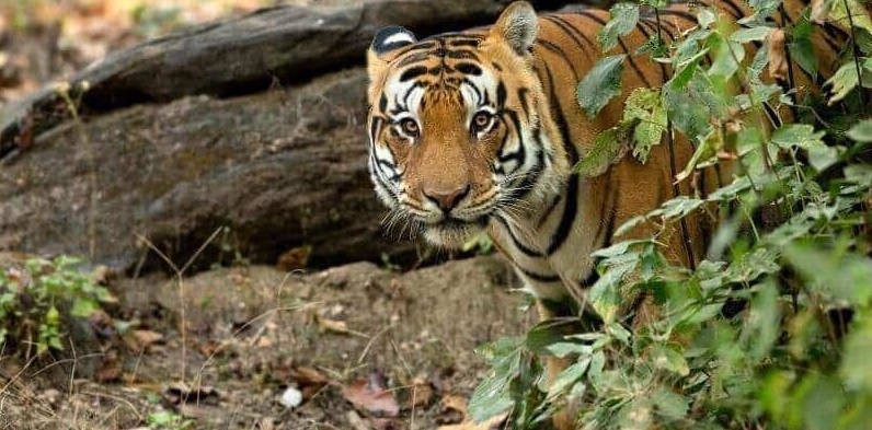 Choose Kanha National Park for Its Green Space