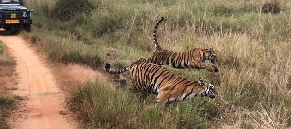 Quench the Wildlife Thirst with Kanha National Park