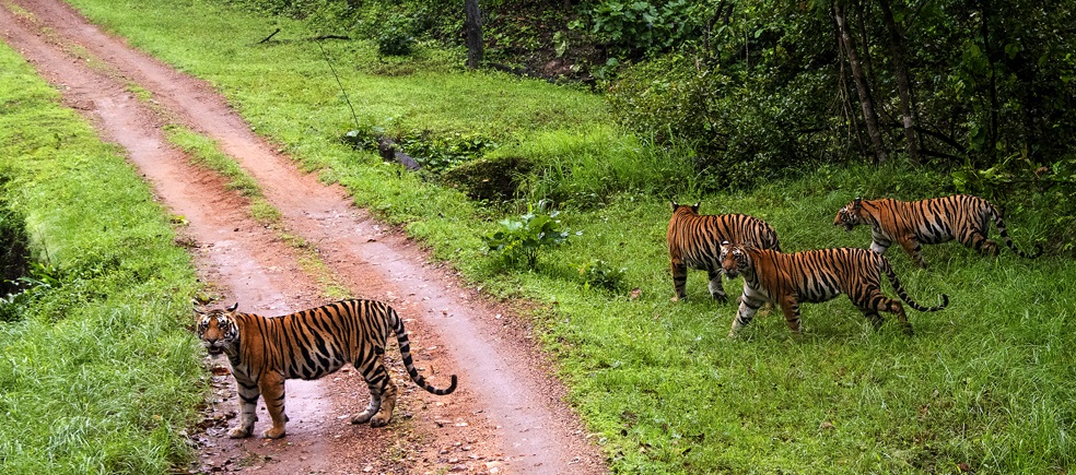 Kanha National Park Initiates Translocation of Spotted and Swamp Deer to Bandhavgarh and Satpura Tiger Reserves