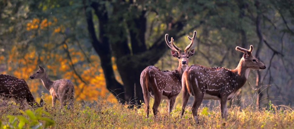 Top Three Striking travel tips for Kanha National Park