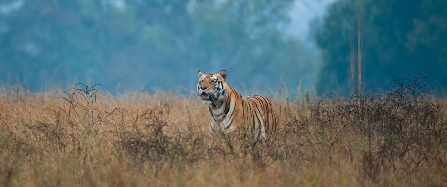 A Complete Guide to a Kanha Wildlife Tour on a Budget