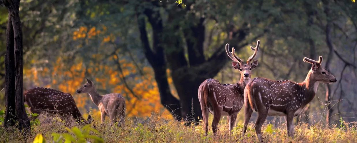 Here's is Tips for Planning Kanha Safari Tour