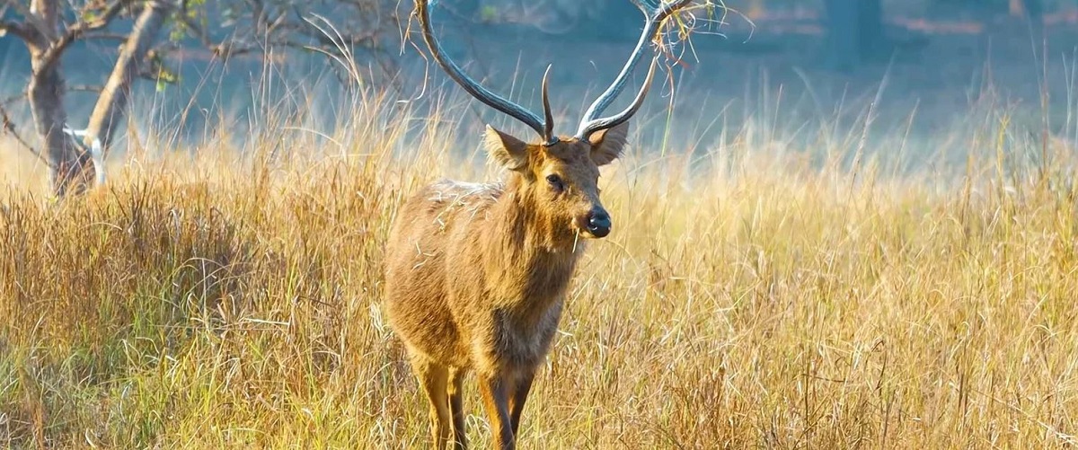 Book 1N/2D Kanha Tour Package for an Exciting Jeep Safari