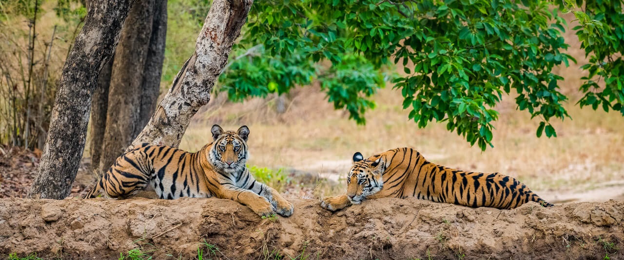 Kanha Safari Booking Tips to Avoid Mistakes & Get the Best Slots