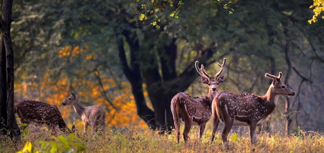 Two Days Trip to Kanha National Park from Jabalpur