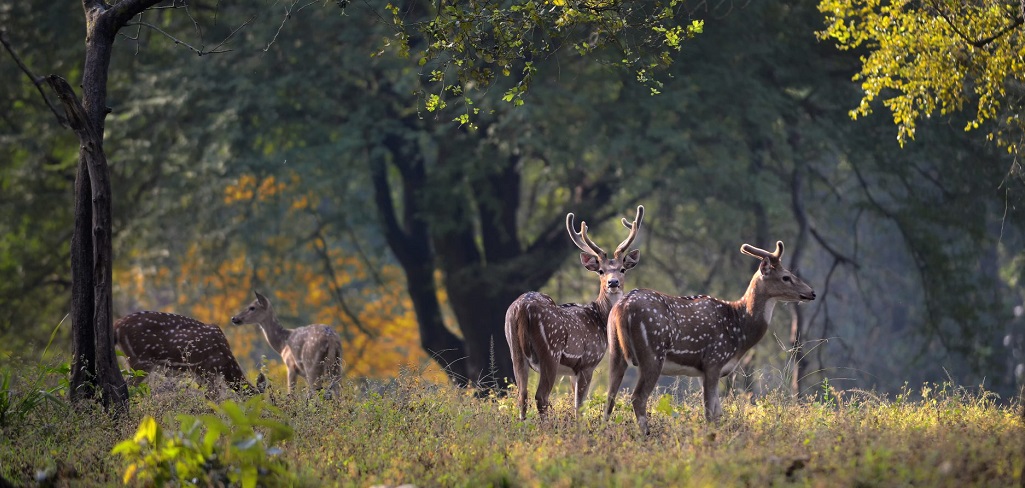 Top 3 Reasons to Visit Kanha National Park