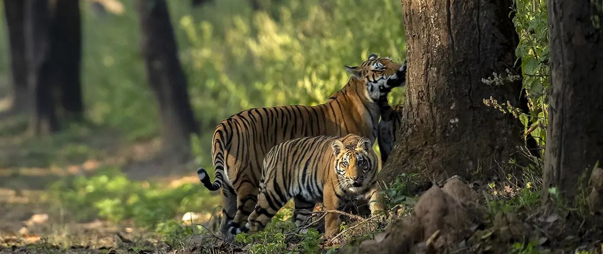 A Kanha Wildlife Safari Tour Guide for a Long Weekend