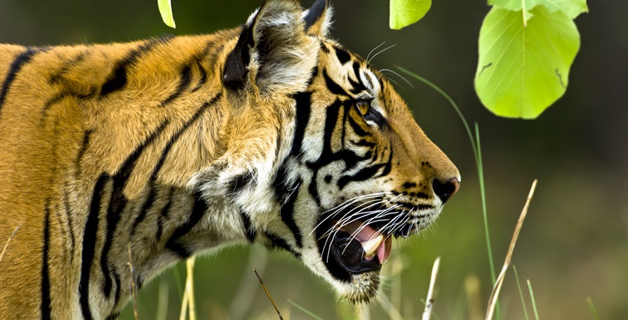 Kanha National Park- The First Choice of Wildlife Enthusiasts