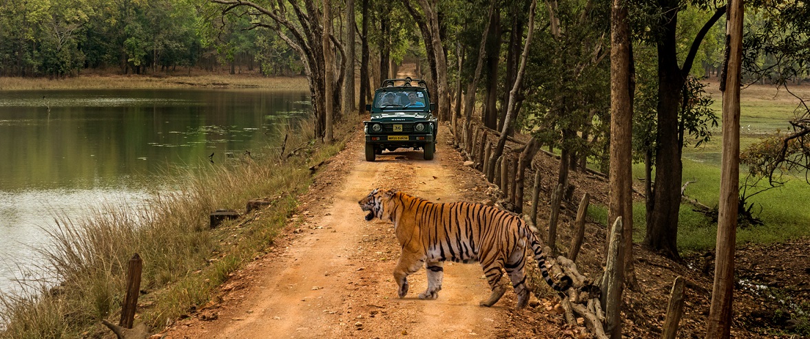 Tips to Get Confirm Tickets for Kanha Safari Booking