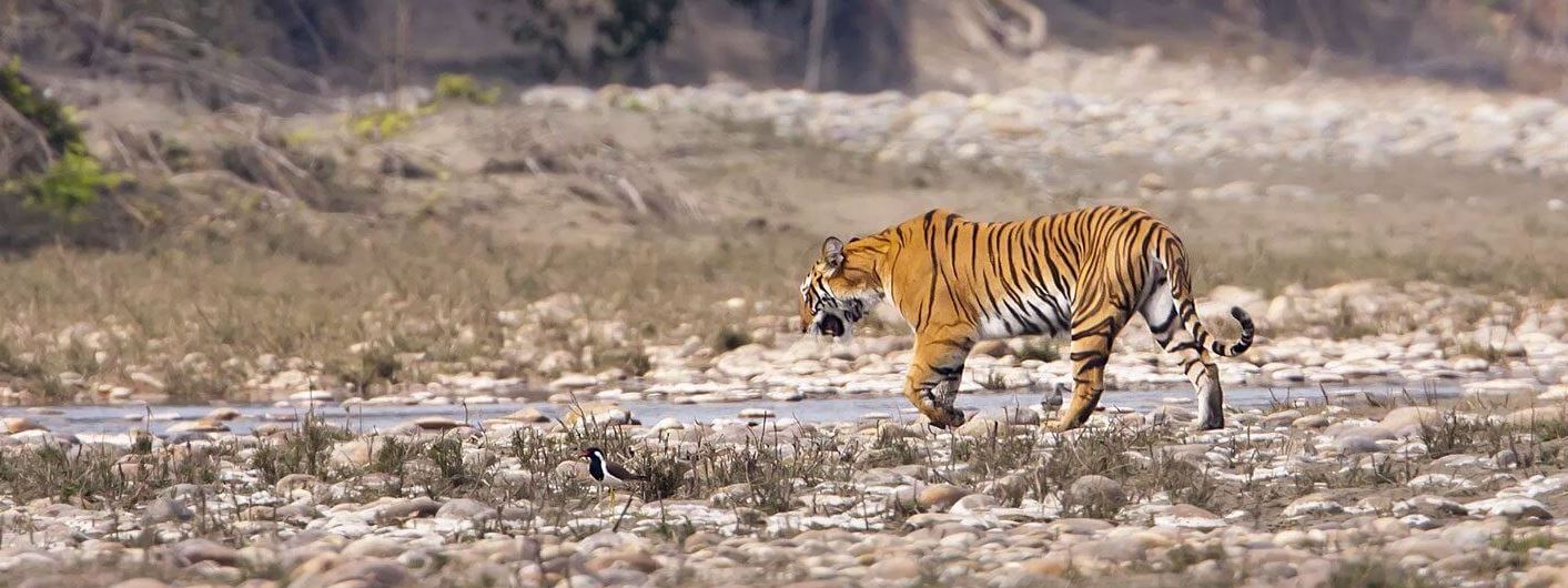 Kanha and Pench 4N 5D Safari Tour Package with 2 Jeep Rides