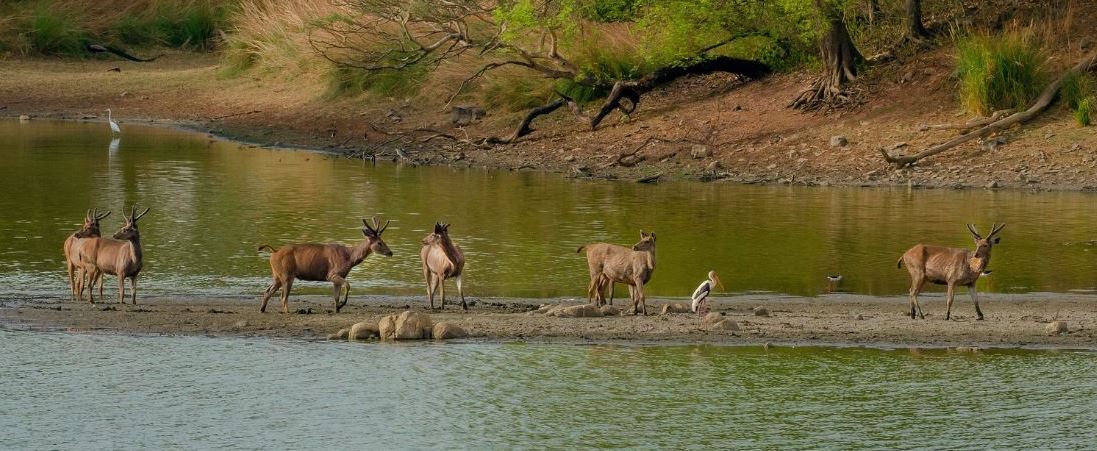 Best Kanha Safari Zone to Choose? Core vs. Buffer